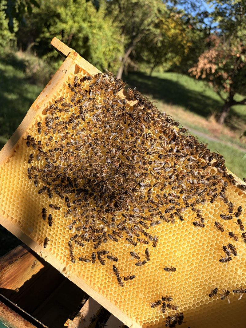 Ein Rähmchen mit Waben, dicht besetzt von Honigbienen