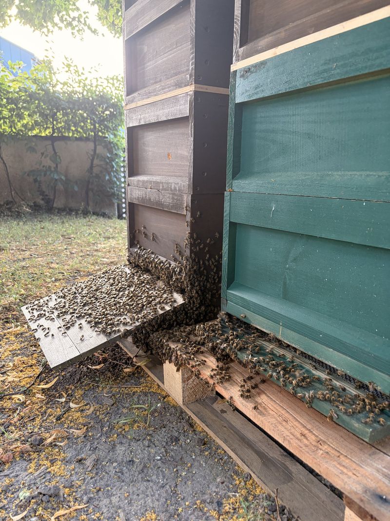 Bienen am Flugloch einer grünen Bienenbeute