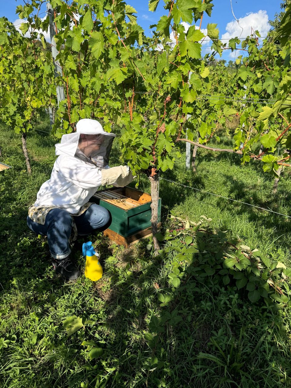 Nina in Imkerkleidung bei einer Bienenbeute im Weinberg