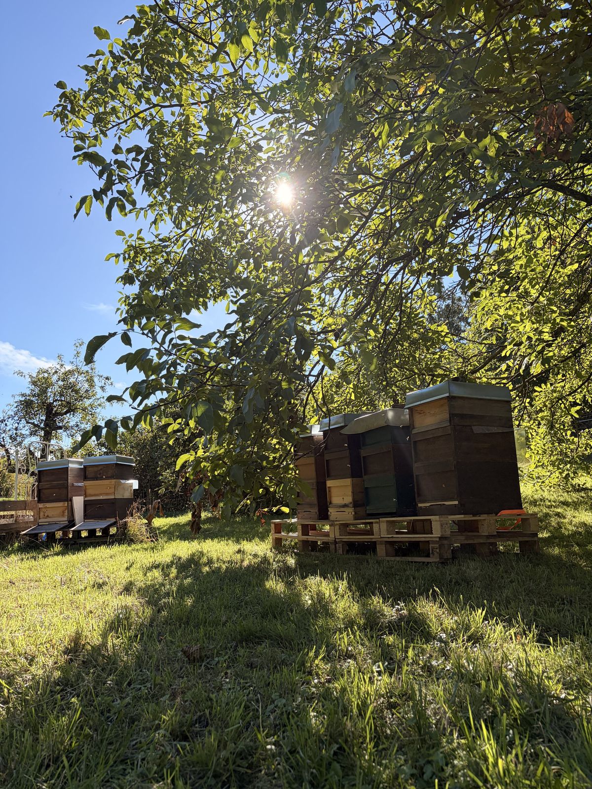 Bienenbeuten auf Paletten unter einem Baum auf einer sonnigen Wiese